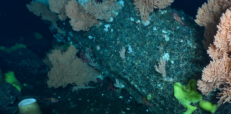 Scientists Discover Massive Underwater Mountain and New Species in Nazca Ridge