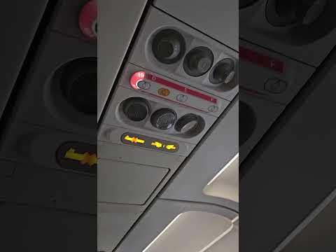 Hamster Escapes on Plane Causing 2-Hour Delay #shorts