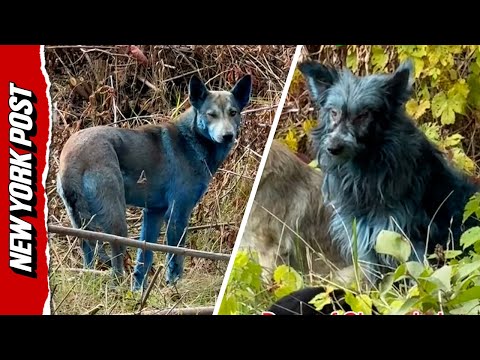 Dogs Living in Chernobyl Turn Blue Leaving Experts Baffled