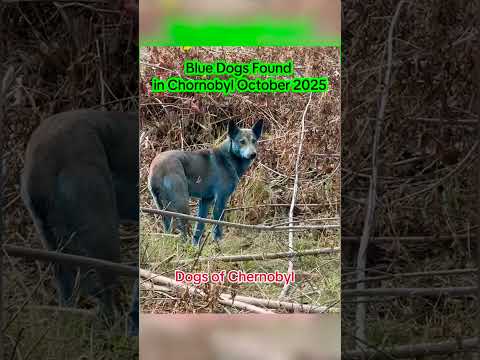 Dogs Living in Chernobyl Turn Blue Leaving Experts Baffled #shorts