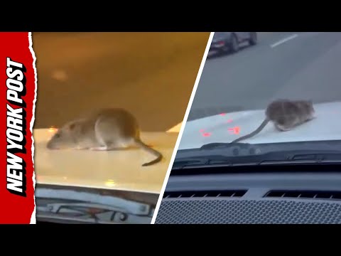 Wild Video Shows Rat Clinging to Car Hood on Busy NYC Road