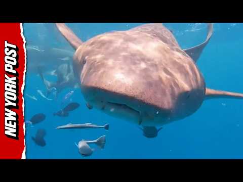 Watch This Shark Swallow a Diver’s Camera – and Keep Recording Inside Its Mouth