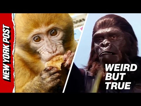 Mania Over Escaped ‘Infected’ Monkeys in Mississippi — 1 Still AWOL | Weird But True