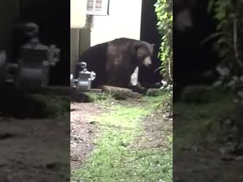 Bear under California house makes Christmas appearance #shorts