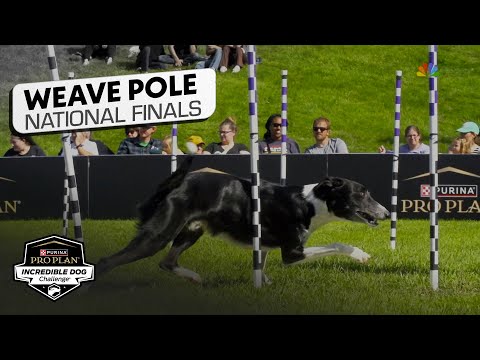 Incredible Dog Challenge 2025: Weave Pole National Finals | NBC Sports