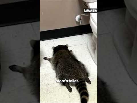 Drunk Raccoon Goes on Booze-Fueled Rampage in Virginia Liquor Store #shorts