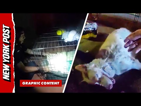 Hero Cop Brings Dog Back to Life After Saving it From House Fire