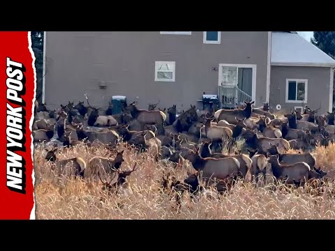Elk Invasion!: Colorado Family’s Backyard Swarmed by Massive Herd