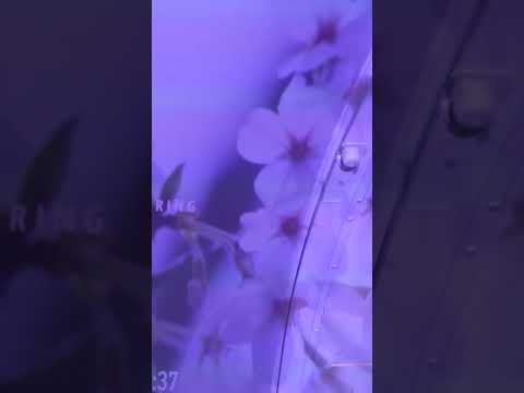 You can soon pay $383k for this ‘human washing machine’ to cleanse your soul #shorts