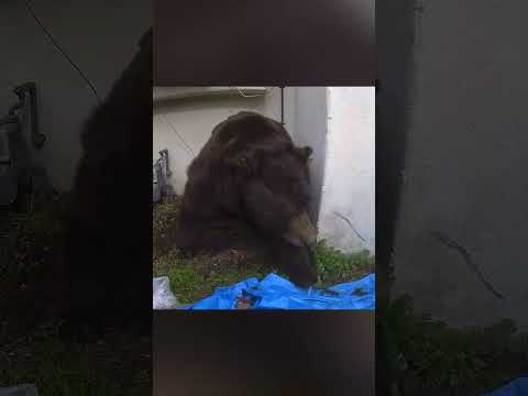 Bear living under LA man’s house finally leaves after 37 days #shorts