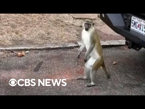 Monkeys on the loose in St. Louis, officials say they’ll waive charges for info leading to capture