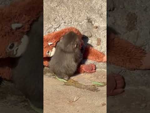 Punch the Orphan Monkey Clings To Plush Mom After Being Thrown Around by Others #shorts