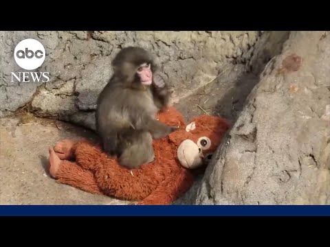 ‘Punch’ the monkey making new friends