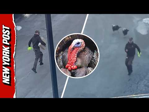 UPS Driver Chased by Wild Turkeys: ‘I’m 40-Years-Old, I Can’t Deal With This!’