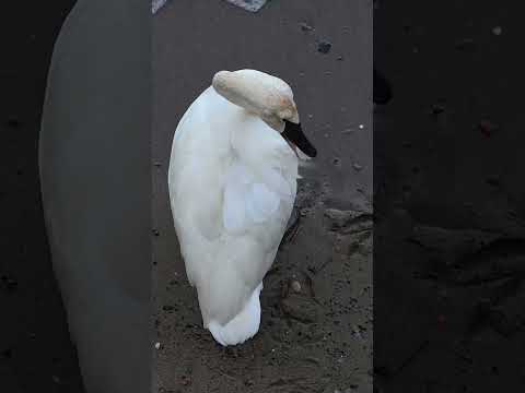 Trumpeter swan and mate spotting floating around ferry stop in Williamsburg #shorts
