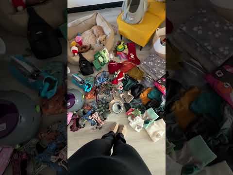 How an adorable dachshund — set to fund $66K wedding — became one family’s breadwinner #shorts