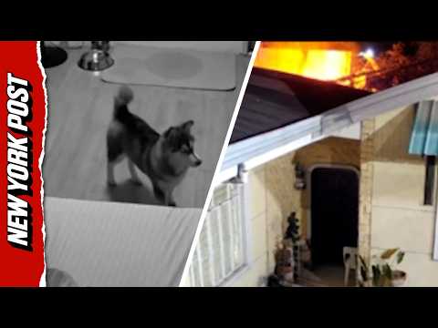 Heroic Dog Notices Neighbor’s House on Fire and Alerts Her Owner
