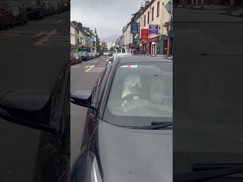 Anxious Dog Honks Car Horn to Get Owner’s Attention #shorts