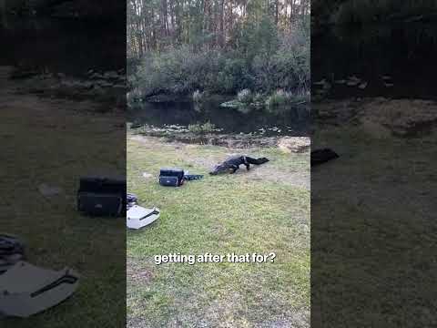 Brave Husband Faces Alligator With Just an Oar #shorts