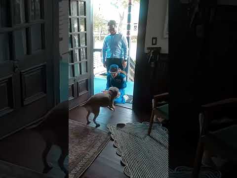 Artemis II astronaut Christina Koch reunites with her dog in adorable video #shorts