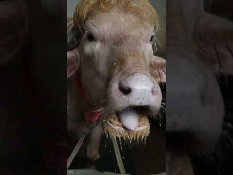 Albino buffalo named ‘Trump’ goes viral in Bangladesh for blond combover hairdo #shorts