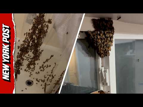 Four Pounds of Honeybees Invade a Utah Bathroom
