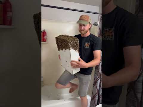 Four Pounds of Honeybees Invade a Utah Bathroom #shorts