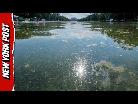 Trump’s Pet Reflecting Pool Green With Algae, Peeling Paint Despite $14M Glow-Up