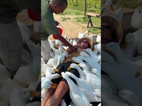 Man receives unusual goose massage in Vietnam #shorts