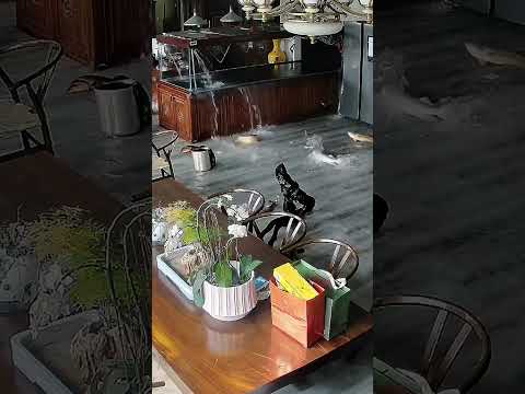 Fish tank bursts, leaving owner no choice but to eat prized fish #shorts