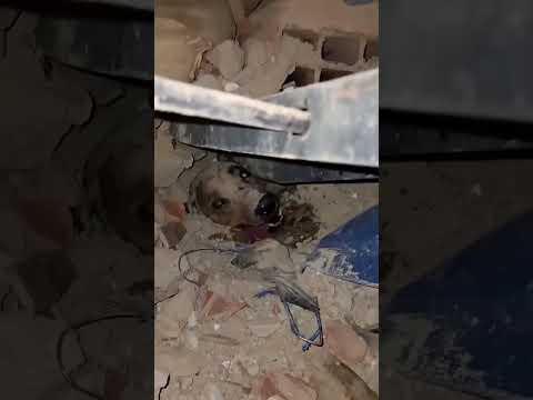 Venezuela Rescuers Give Dog Water as His Head Peeks Out From Mountain of Earthquake Rubble #shorts