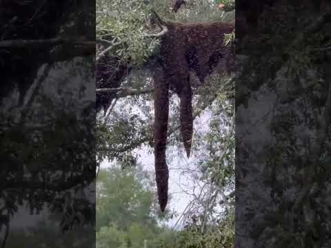 Overturned Truck Unleashes Millions of Bees on Texas Neighborhood #shorts