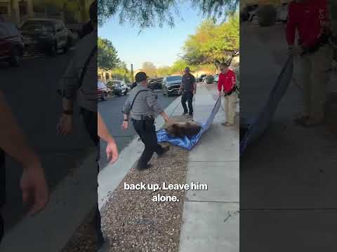 Sedated bear falls from tree, taking cop down with him #shorts