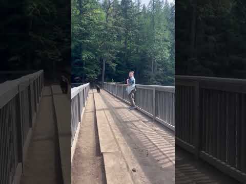 HEART-POUNDING Moment a Black Bear Runs into a Hiker in Glacier National Park #shorts