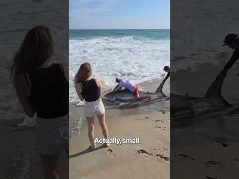 Watch Fisherman Wrangle Great White Shark With His Bare Hands #shorts