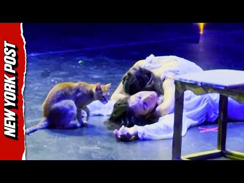 Ginger Cat Upstages Human Performers During Key Romeo & Juliet Scene