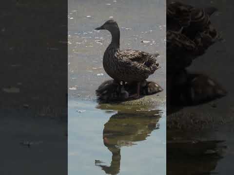 Reflecting Pool Drained for Repairs Amid Renovation Controversy #shorts