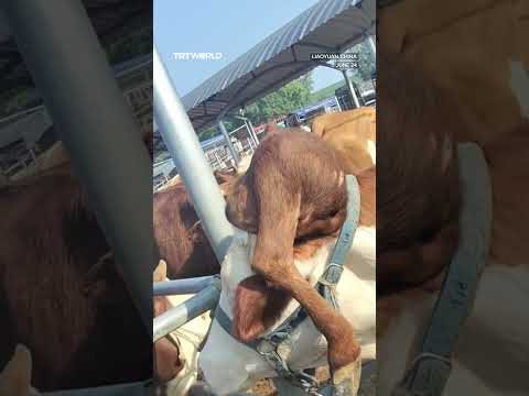Farmer offered large sums of money for cow with fifth leg