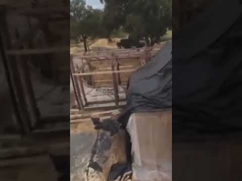Domestic violence suspect hides in haystack as California cops use clever tactic to find him #shorts