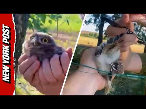 Adorable Owl Rescued from Anti-Drone Net by Ukrainian Soldiers