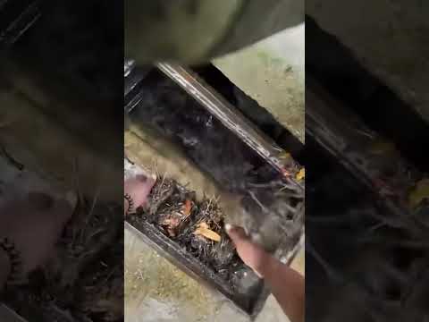 Blind, Elderly Dog RESCUED from Storm Drain #shorts