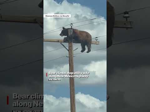 Insane video shows hulking bear perched atop utility pole in New Mexico’ #shorts