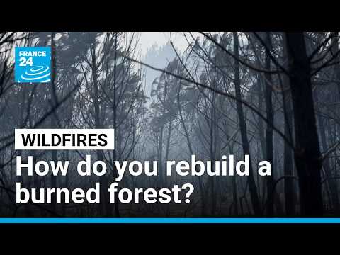 As fires still blaze, France thinks about how to rebuild its forests • FRANCE 24 English