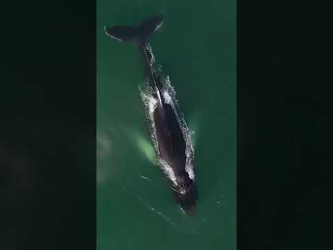 Humpback whale spotted feeding near Southhampton, New York #shorts