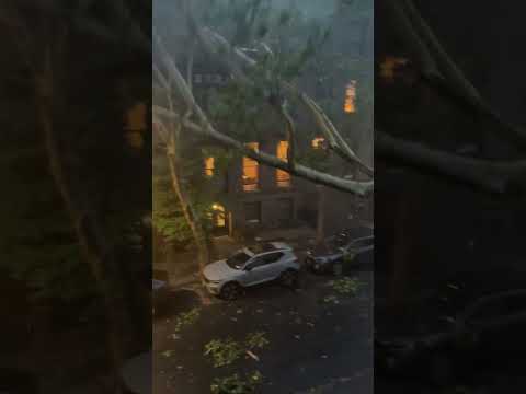 Huge Tree SLAMS Down on Cars in Brooklyn #shorts