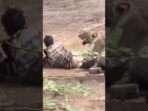 Lioness Mauls Cattle Herder in Terrifying Attack #shorts