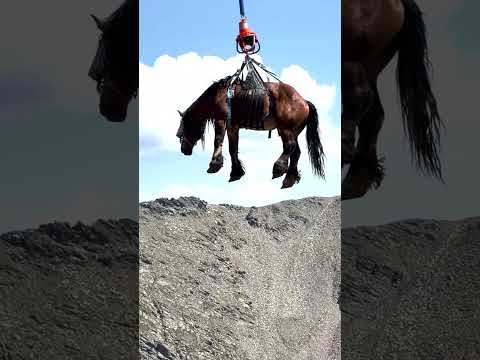 Injured Horse Takes Flight During Airlift Rescue Operation #shorts