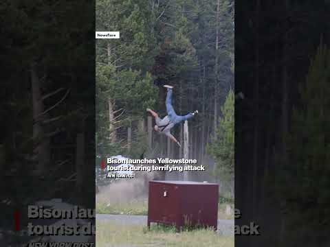 Bison Launches Yellowstone Tourist During Terrifying Attack #shorts