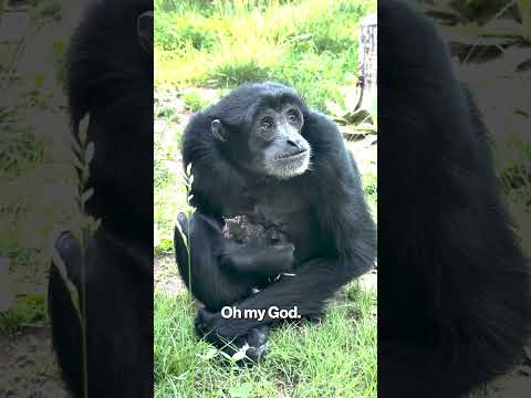 Gibbon shows motherly love to baby robin #shorts
