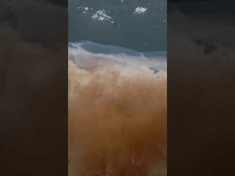 Lion’s mane jellyfish near New England beaches #shorts
